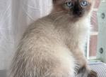 Betty - Siamese Kitten For Adoption - 