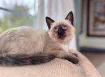 Pookah - Siamese Kitten For Adoption - 