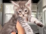 Neon Green Collar - Maine Coon Kitten For Sale - La Porte&comma; IN&comma; US