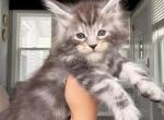 Dark Green collar - Maine Coon Kitten For Sale - La Porte&comma; IN&comma; US