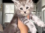 Grey Collar - Maine Coon Kitten For Sale - La Porte&comma; IN&comma; US