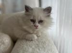 Ruffy the Ragdoll - Ragdoll Kitten For Sale - Mount Vernon&comma; WA&comma; US