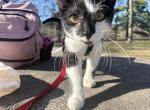 Buddha - Domestic Kitten For Adoption - MN&comma; US