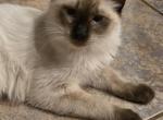 Ragdoll - Ragdoll Kitten For Sale - Tucson&comma; AZ&comma; US