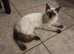 Indigo - Ragdoll Kitten For Sale - Tucson&comma; AZ&comma; US