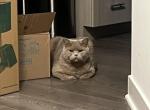 Winston - British Shorthair Cat For Adoption - Naperville&comma; IL&comma; US