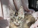 Irene Litter I - Maine Coon Kitten For Sale - 