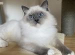 Amur - Ragdoll Kitten For Sale - Norwalk&comma; CT&comma; US
