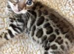 Female kittens - Bengal Kitten For Sale - Newport Beach&comma; CA&comma; US