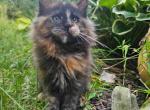 Jiffy litter J - Maine Coon Kitten For Sale - 