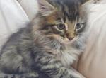 Leo - Domestic Kitten For Sale - 