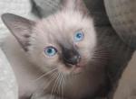 Perry's baby - Siamese Kitten For Sale - Merrill&comma; WI&comma; US