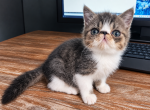 Rose - Exotic Kitten For Sale - Bell Buckle&comma; TN&comma; US
