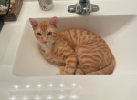 Sonny - Domestic Kitten For Adoption - Fort Pierce&comma; FL&comma; US