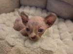 DWELF SPHYNX male - Sphynx Kitten For Sale - Boston&comma; MA&comma; US