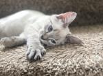 Mocha - Ragdoll Kitten For Sale - Circle Pines&comma; MN&comma; US