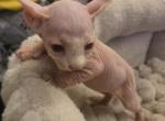 Elf female White - Sphynx Kitten For Sale - Boston&comma; MA&comma; US