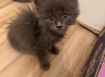 Odin - Maine Coon Kitten For Sale - Minden&comma; NV&comma; US