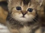 Scottish Straight - Scottish Straight Kitten For Sale - 