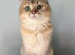 Teddy - Scottish Fold Cat For Sale - 