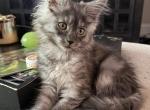 Smoke grey polydactyl female - Maine Coon Kitten For Sale - Chapel Hill&comma; NC&comma; US