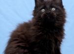 Gerda - Maine Coon Kitten For Sale - NY&comma; US