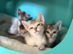 Mercy girls - Singapura Kitten For Sale - 