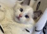 TICA Blue Bicolor Boy Brooks - Ragdoll Kitten For Sale - IL&comma; US