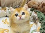 Sonya - British Shorthair Kitten For Sale - Glendale&comma; CA&comma; US