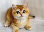 Mikki - British Shorthair Kitten For Sale - Glendale&comma; CA&comma; US