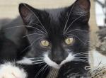 Kitten 1 - British Shorthair Kitten For Sale - Boston&comma; MA&comma; US