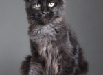 Chanel - Maine Coon Kitten For Sale - NY&comma; US