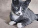 Kitten 4 - British Shorthair Kitten For Sale - 