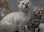 White Chevy litter - Bengal Kitten For Sale - 
