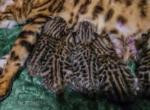 Traverse litter - Bengal Kitten For Sale - Chicago&comma; IL&comma; US