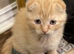 Leo Scottish Fold Kitten - Scottish Fold Kitten For Sale - Springdale&comma; AR&comma; US