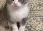 Lucky Scottish Fold kitten - Scottish Fold Kitten For Sale - Springdale&comma; AR&comma; US