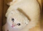 Cappuccino ScottishFold Kitten - Scottish Fold Kitten For Sale - Springdale&comma; AR&comma; US