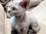 Gunner - Devon Rex Kitten For Sale - Homer&comma; IL&comma; US