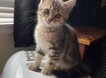 Tabby Girl - Scottish Straight Kitten For Sale - Federal Way&comma; WA&comma; US