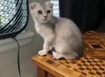 Scottish Fold - Scottish Fold Kitten For Sale - 