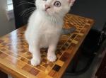 White Scottish straight female - Scottish Straight Kitten For Sale - Federal Way&comma; WA&comma; US