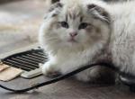 Ragdoll and Scottish Fold - Ragdoll Kitten For Sale - OH&comma; US