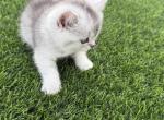 Ice Spice - British Shorthair Kitten For Sale - Buckeye&comma; AZ&comma; US