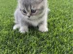 Bluey - British Shorthair Kitten For Sale - 