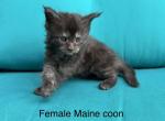 Female Black Smoke Maine Coon - Maine Coon Kitten For Sale - Bethlehem&comma; PA&comma; US