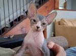 TICA Bi color male - Sphynx Kitten For Sale - Rockford&comma; IL&comma; US