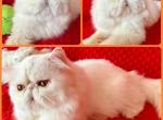 White Solid Male - Persian Cat For Sale - 