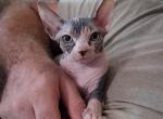 TICA Calico Bi Color - Sphynx Kitten For Sale/Service - Rockford&comma; IL&comma; US