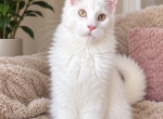 Xanti - Maine Coon Kitten For Sale - Virginia Bch&comma; VA&comma; US